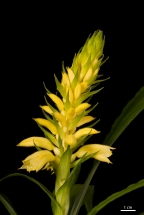 Unikátní orchidej v trojské botanické zahradě